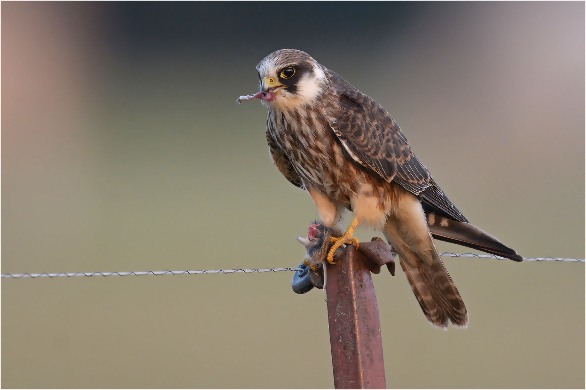 Leicht verwechselbar: Falken - LBV